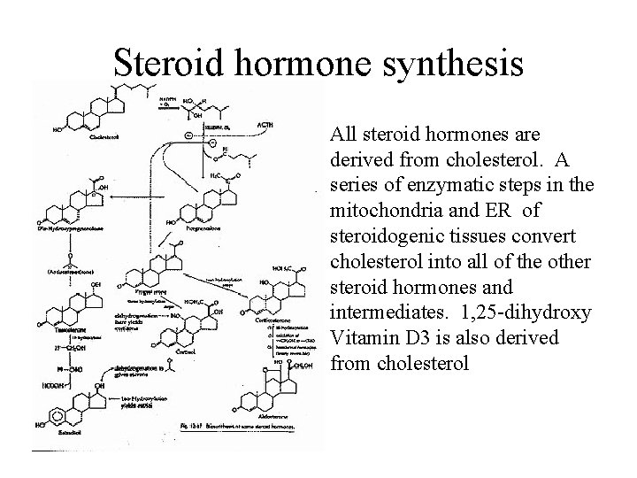 Steroid hormone synthesis All steroid hormones are derived from cholesterol. A series of enzymatic