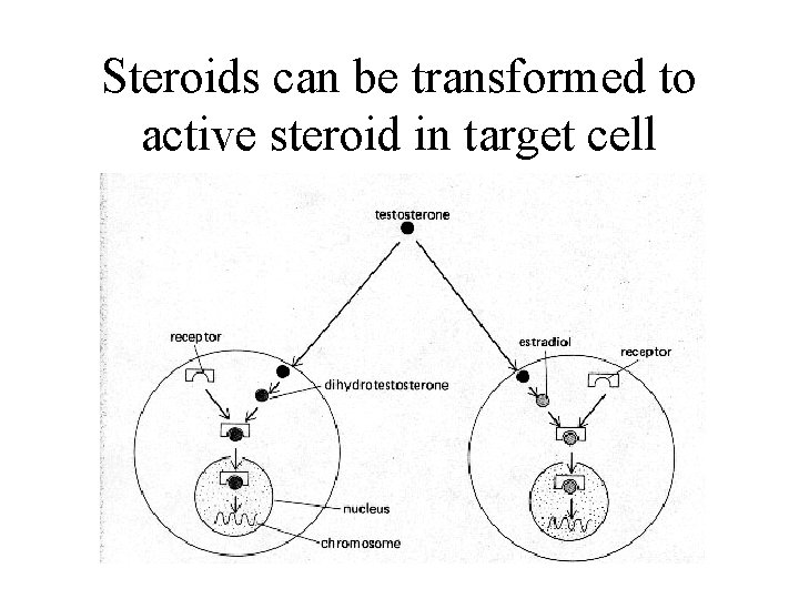 Steroids can be transformed to active steroid in target cell 