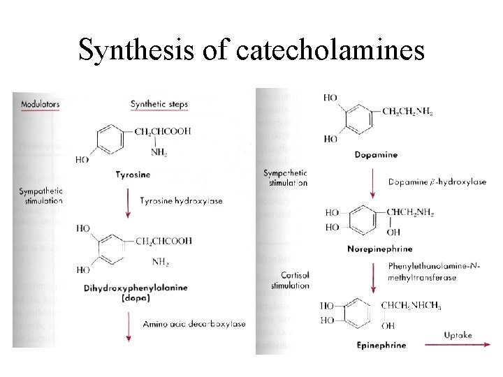 Synthesis of catecholamines 