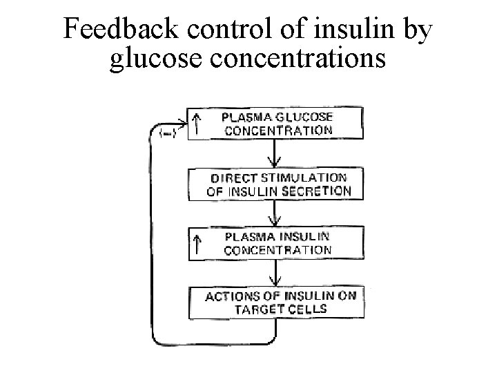 Feedback control of insulin by glucose concentrations 