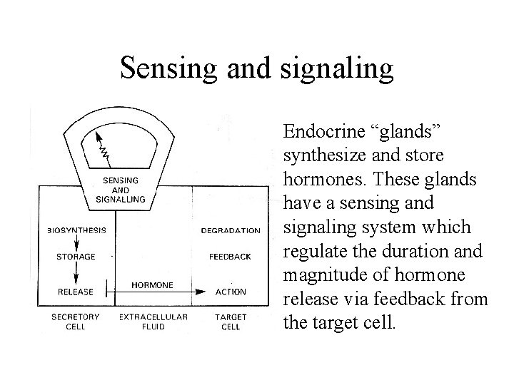 Sensing and signaling Endocrine “glands” synthesize and store hormones. These glands have a sensing