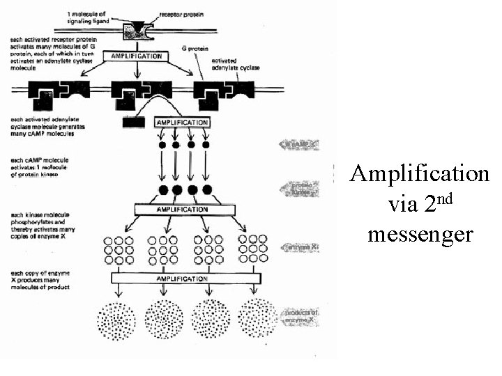Amplification via 2 nd messenger 