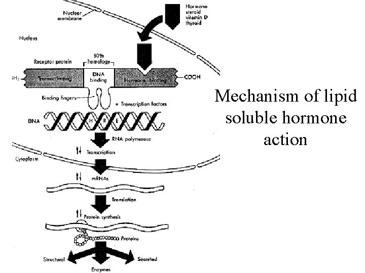 Mechanism of lipid soluble hormone action 