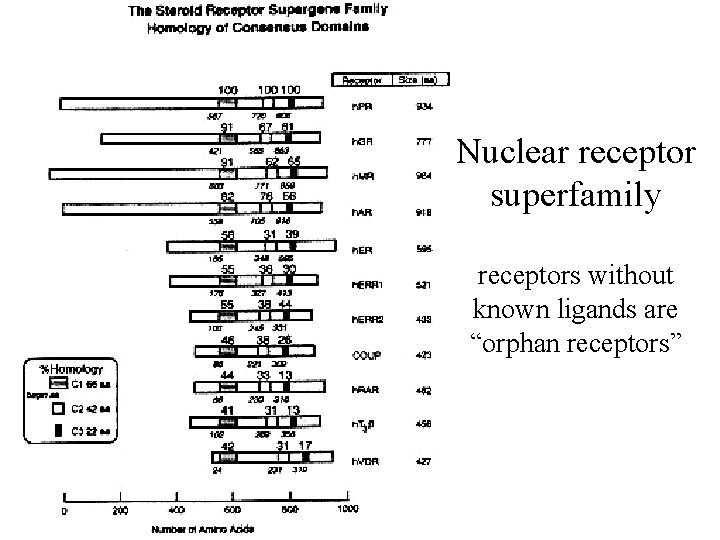 Nuclear receptor superfamily receptors without known ligands are “orphan receptors” 