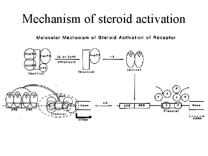Mechanism of steroid activation 