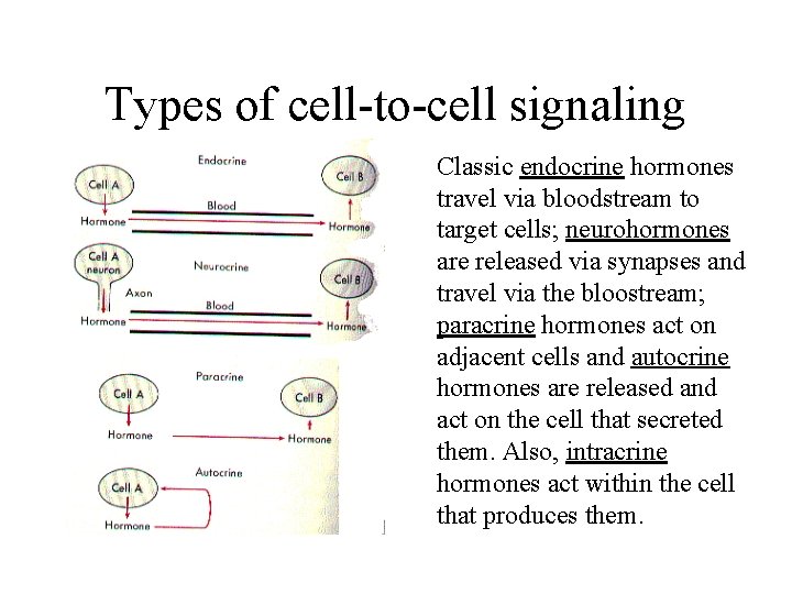 Types of cell-to-cell signaling Classic endocrine hormones travel via bloodstream to target cells; neurohormones