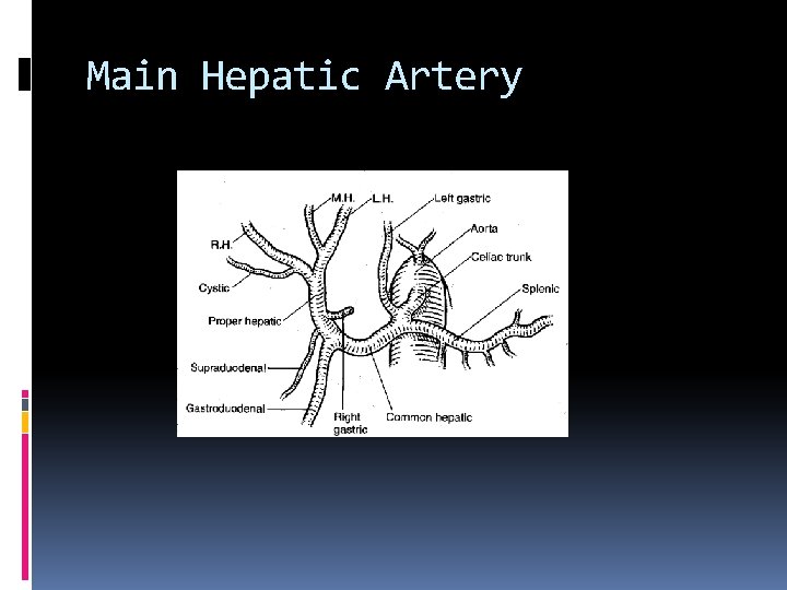 Main Hepatic Artery 