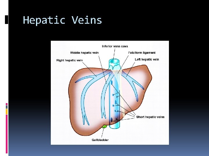 Hepatic Veins 