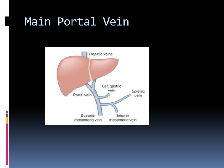 Main Portal Vein 