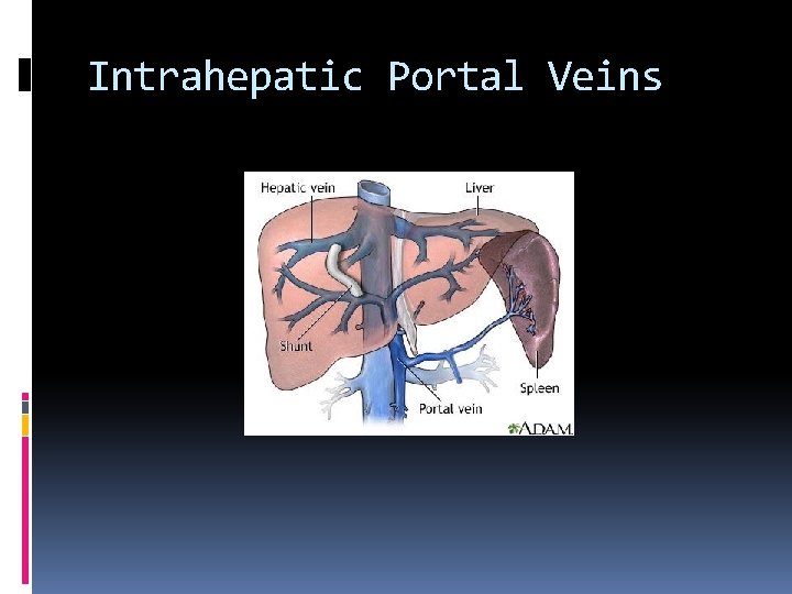 Intrahepatic Portal Veins 