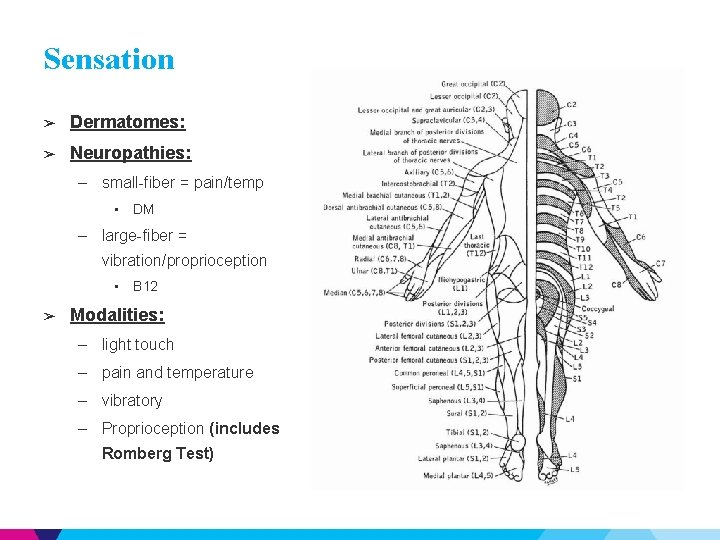 Sensation ➢ Dermatomes: ➢ Neuropathies: – small-fiber = pain/temp • DM – large-fiber =