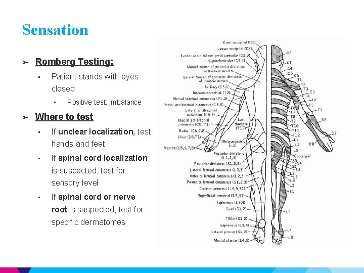 Sensation ➢ Romberg Testing: • Patient stands with eyes closed • ➢ Positive test: