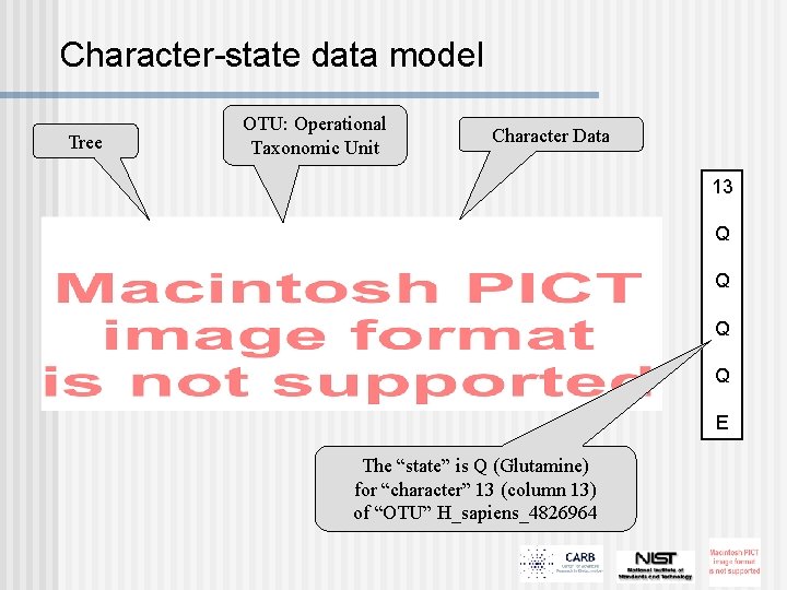 Character-state data model Tree OTU: Operational Taxonomic Unit Character Data 13 Q Q E