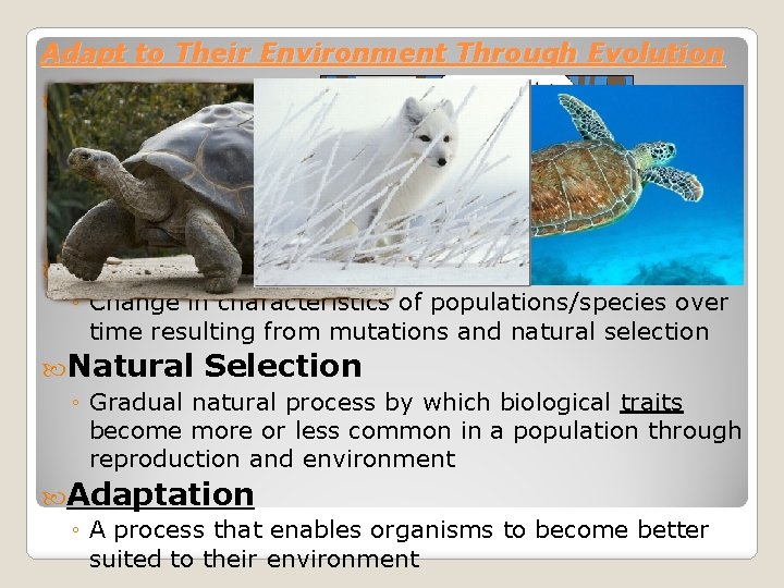 Adapt to Their Environment Through Evolution Over multiple generations, organisms must change when adapting