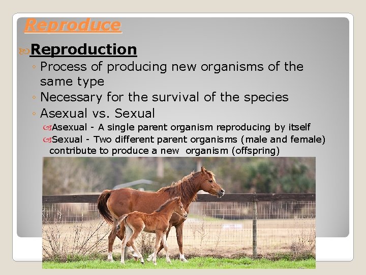 Reproduce Reproduction ◦ Process of producing new organisms of the same type ◦ Necessary