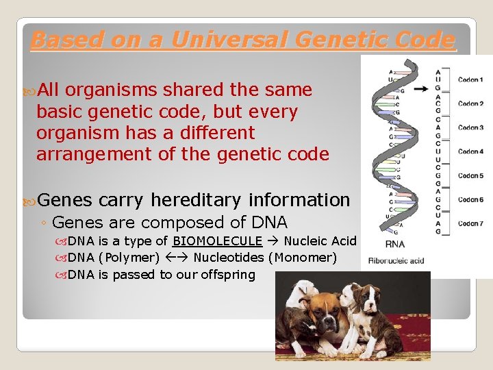 Based on a Universal Genetic Code All organisms shared the same basic genetic code,