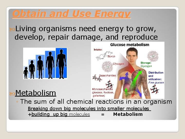 Obtain and Use Energy Living organisms need energy to grow, develop, repair damage, and
