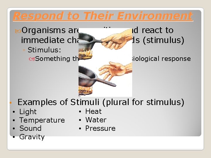 Respond to Their Environment Organisms are sensitive and react to immediate changes or needs