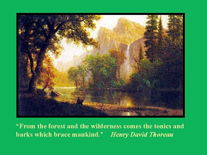 “From the forest and the wilderness comes the tonics and barks which brace mankind.