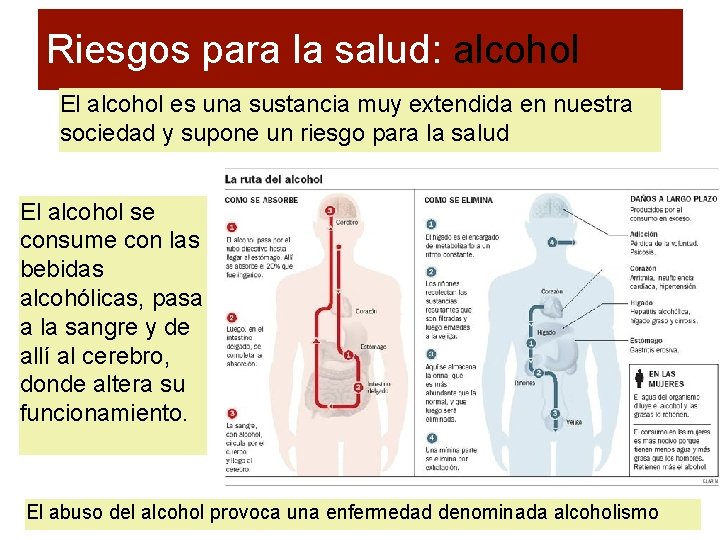 Riesgos para la salud: alcohol El alcohol es una sustancia muy extendida en nuestra