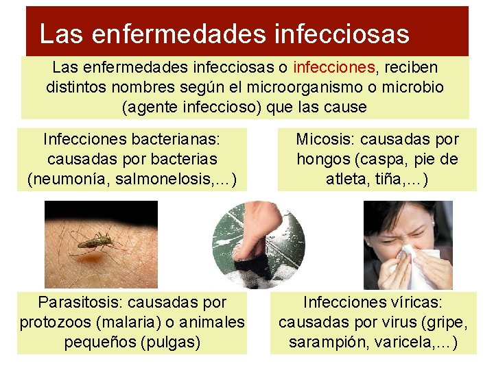 Las enfermedades infecciosas o infecciones, reciben distintos nombres según el microorganismo o microbio (agente