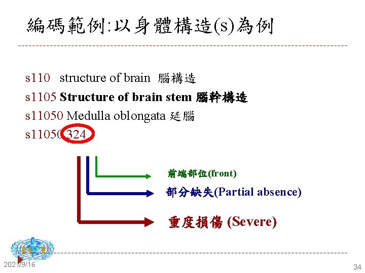 編碼範例: 以身體構造(s)為例 s 110 structure of brain 腦構造 s 1105 Structure of brain stem