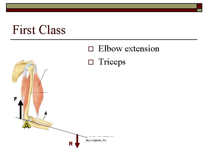 First Class o o F A R Elbow extension Triceps 