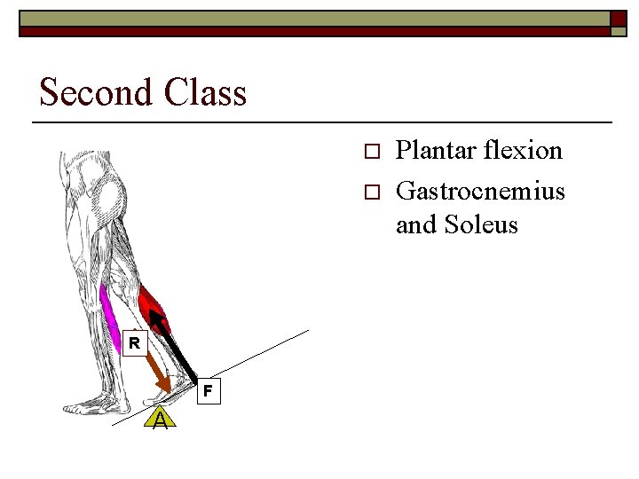 Second Class o o R F A Plantar flexion Gastrocnemius and Soleus 