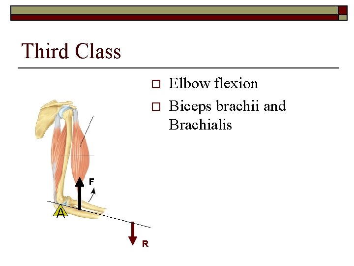 Third Class o o F A R Elbow flexion Biceps brachii and Brachialis 