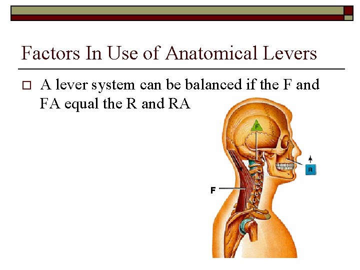 Factors In Use of Anatomical Levers o A lever system can be balanced if
