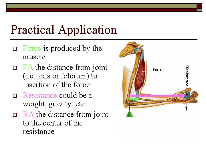 Practical Application o o o Force Resistance o Force is produced by the muscle