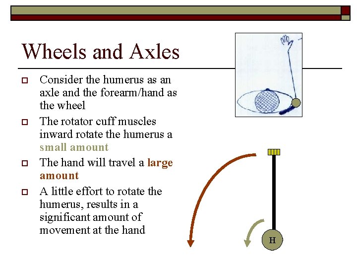 Wheels and Axles o o Consider the humerus as an axle and the forearm/hand