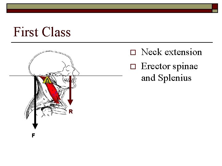 First Class o o A R F Neck extension Erector spinae and Splenius 