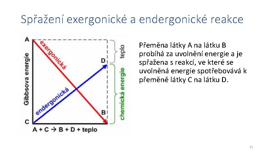 Spřažení exergonické a endergonické reakce Přeměna látky A na látku B probíhá za uvolnění