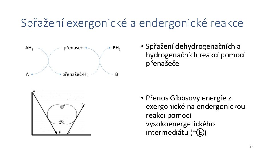 Spřažení exergonické a endergonické reakce • Spřažení dehydrogenačních a hydrogenačních reakcí pomocí přenašeče •