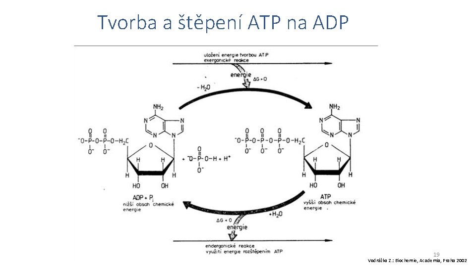 Tvorba a štěpení ATP na ADP 19 Vodrážka Z. : Biochemie, Academia, Praha 2002