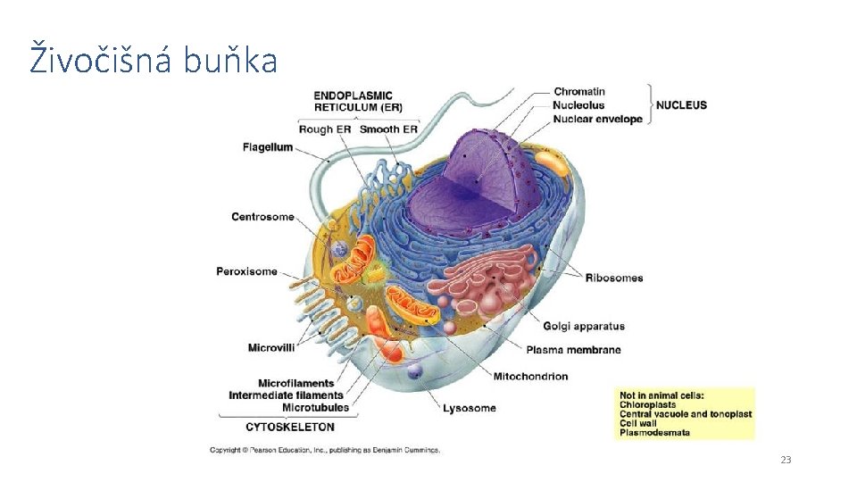 Živočišná buňka 23 
