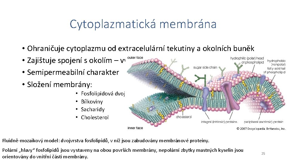 Cytoplazmatická membrána • Ohraničuje cytoplazmu od extracelulární tekutiny a okolních buněk • Zajištuje spojení