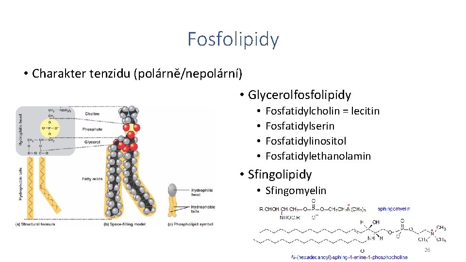 Fosfolipidy • Charakter tenzidu (polárně/nepolární) • Glycerolfosfolipidy • • Fosfatidylcholin = lecitin Fosfatidylserin Fosfatidylinositol