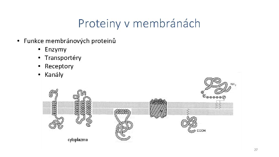 Proteiny v membránách • Funkce membránových proteinů • Enzymy • Transportéry • Receptory •