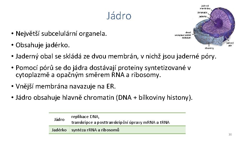 Jádro • Největší subcelulární organela. • Obsahuje jadérko. • Jaderný obal se skládá ze