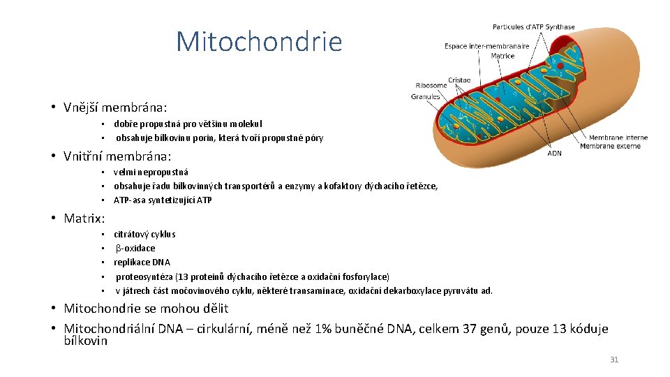 Mitochondrie • Vnější membrána: • dobře propustná pro většinu molekul • obsahuje bílkovinu porin,