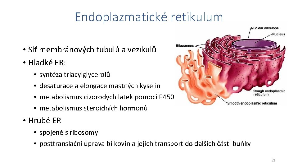 Endoplazmatické retikulum • Síť membránových tubulů a vezikulů • Hladké ER: • • syntéza