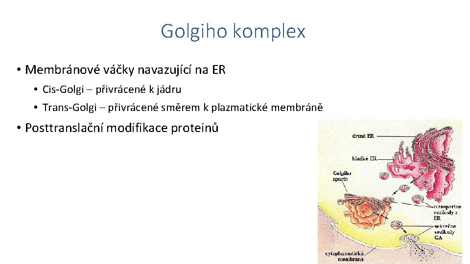 Golgiho komplex • Membránové váčky navazující na ER • Cis-Golgi – přivrácené k jádru