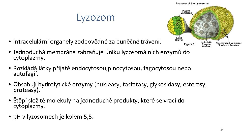 Lyzozom • Intracelulární organely zodpovědné za buněčné trávení. • Jednoduchá membrána zabraňuje úniku lyzosomálních