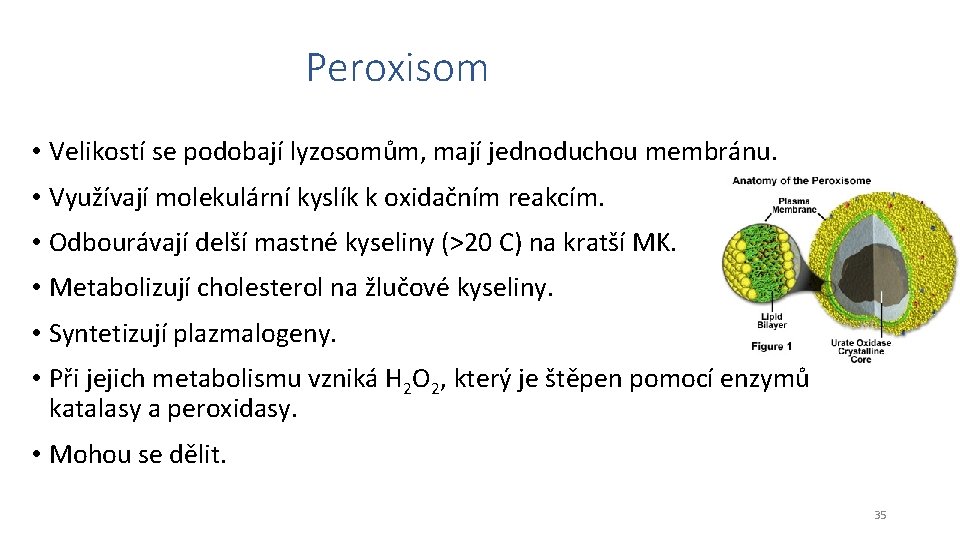 Peroxisom • Velikostí se podobají lyzosomům, mají jednoduchou membránu. • Využívají molekulární kyslík k