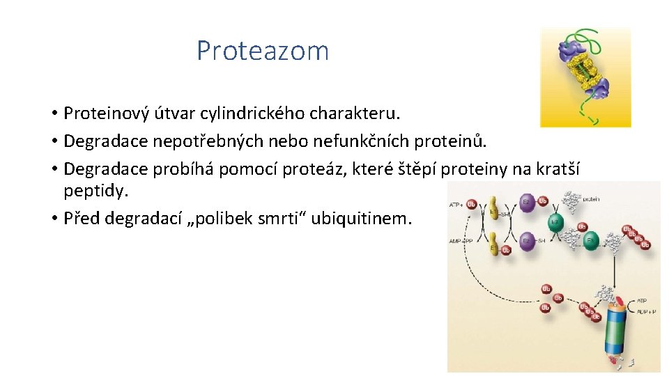 Proteazom • Proteinový útvar cylindrického charakteru. • Degradace nepotřebných nebo nefunkčních proteinů. • Degradace