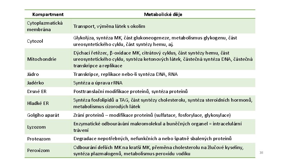 Kompartment Metabolické děje Cytoplazmatická membrána Transport, výměna látek s okolím Cytozol Glykolýza, syntéza MK,