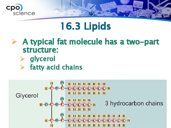 16. 3 Lipids Ø A typical fat molecule has a two-part structure: Ø glycerol