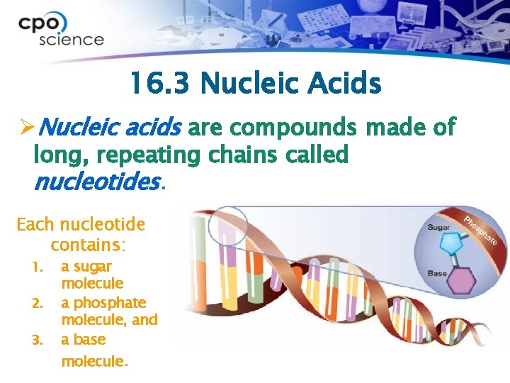 16. 3 Nucleic Acids ØNucleic acids are compounds made of long, repeating chains called